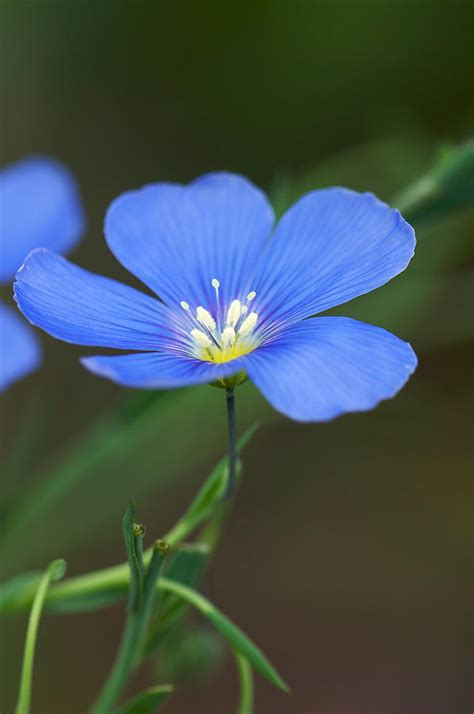 Blue Flax Flower Photograph By Byron Jorjorian