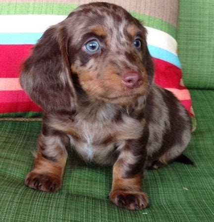 They were developed in the early wondering which doxie to choose? chocolate blue eyed dapple piebald dachshund | puppies and ...