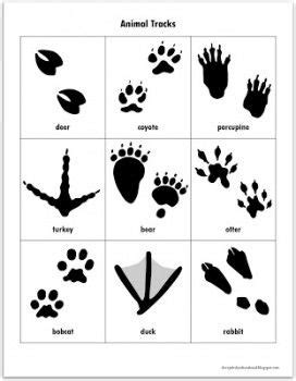 Freie kommerzielle nutzung keine namensnennung top qualität. Free Animal Tracks Matching Game Printables | Animal footprints, Animal tracks, Animal activities