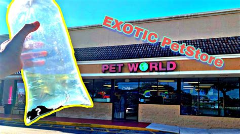 In spring hill, florida, we sell exotic birds, as well as toys, bird cages, food, and vitamins for your birds. Touring An EXOTIC PET STORE In South Florida - YouTube