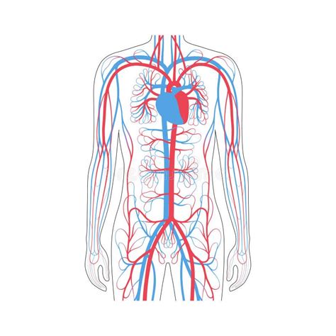 Anatomie De L Appareil Circulatoire Illustration De Vecteur Illustration Du Aorte Cerveau