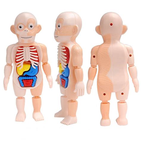 Human Body Game Educational Organ Toy