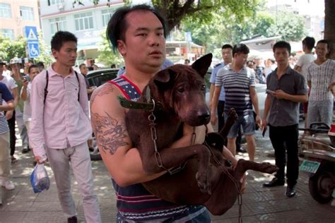 Dog Meat Festival Held In China Despite Protests Cbc News