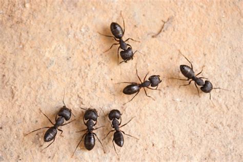 Swarming Carpenter Ants Hitman Pest Control