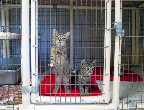 Shelter In Need Of Large Cat And Kitten Kennels Humane Society Of