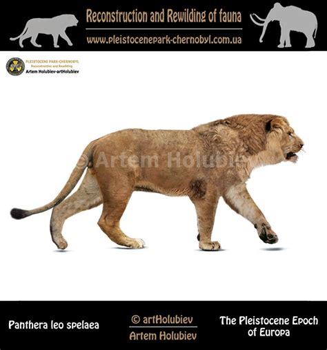 Panthera Leo Spelaea White Background Cave Lion Prehistoric Animals