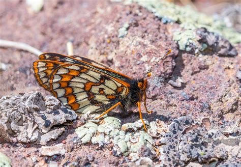 Endangered Butterfly Observed 50 Years Later Türkiye News