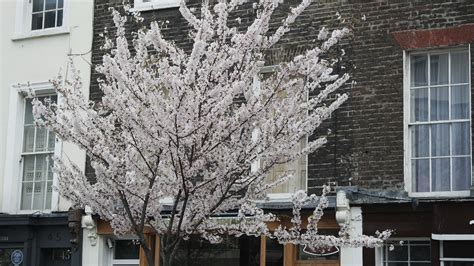 Free Images Tree Branch Snow Winter Plant Flower Spring Season