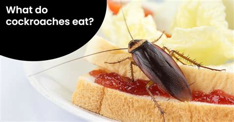 What Do Cockroaches Eat Shocking Things You Should Know