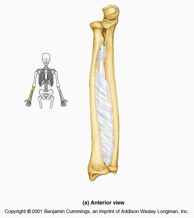 The radius bone is a long horizontal bone present in the forearm and is also called the radial bone. Study Guide