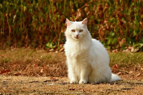 115 Best White Cat Names The Dog People By