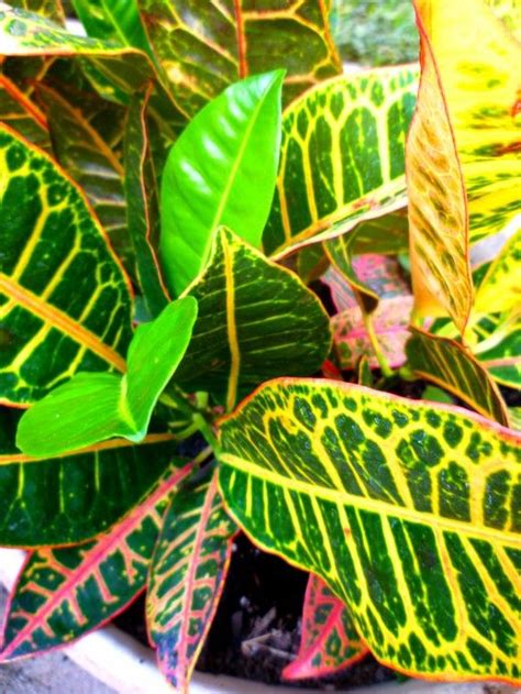Growing Crotons Indoors And In The Garden Lily Plants Plants Peace
