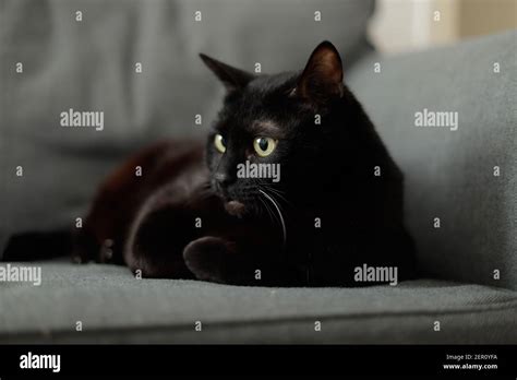 Black Cat Lying On The Couch Stock Photo Alamy