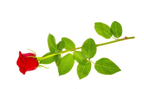 Dark Red Roses Isolated On White Background 4414535 Stock Photo At