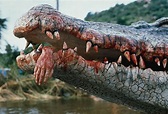 CROCODILE 2 - Horror-ScaryWeb.com