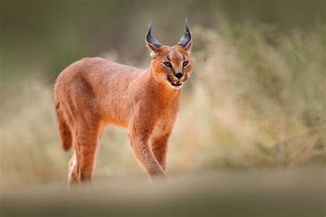 Caracals Photos Stock Photos Pictures And Royalty Free Images Istock