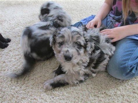 Find labradoodle puppies for sale and dogs for adoption. Cuddly COODLE Puppies!!!!!!!!!!!!!! ( Collie Labradoodle Hybrid) for Sale in Minneapolis ...