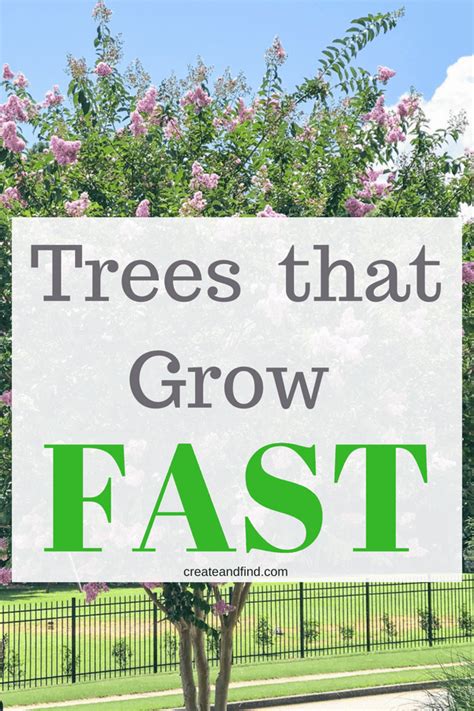 Fast Growing Privacy Trees Acreage Landscaping Landscaping Around