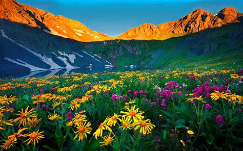 Wildflowers Colorado Alpine Flowers Rocky Mountains Nature Wallpapers