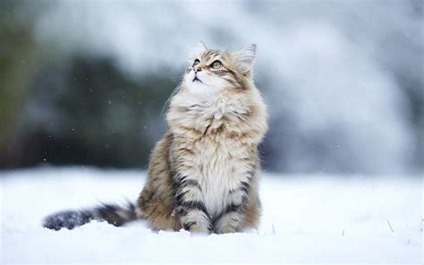 壁紙 冬の雪の猫は、目が離れている 1920x1200 Hd 無料のデスクトップの背景 画像