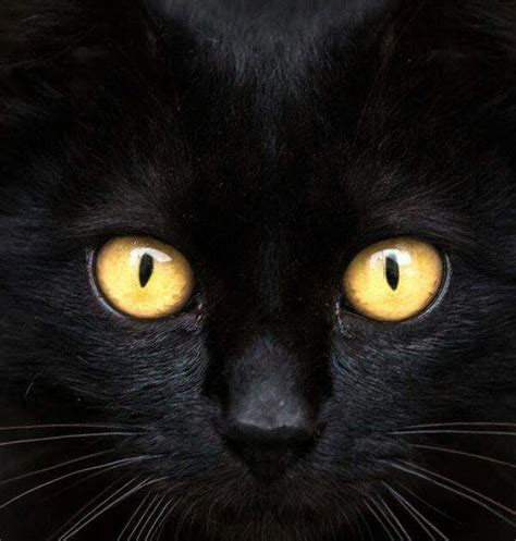 59 Hq Images Black Cat Copper Eyes Bombay Breed Information And