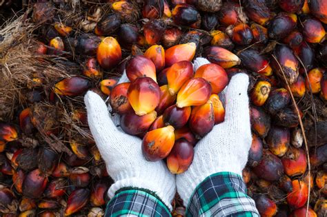 Palm oil, also known as red palm oil, is loaded with saturated fats, vitamins, and antioxidants — discover the benefits and uses of this useful oil. Sustainable Palm Oil | BIAZA