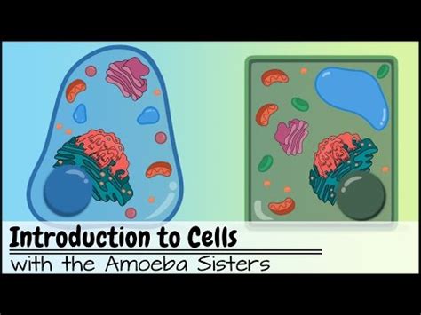 Plant cell vs animal cell amoeba sisters. What Are Organelles? — Definition & Overview - Expii
