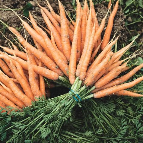 Organic Bunched Carrots Riverford