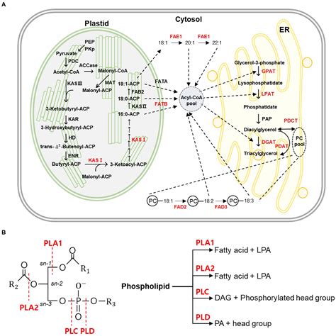 frontiers applications and prospects of genome editing in plant fatty acid and triacylglycerol