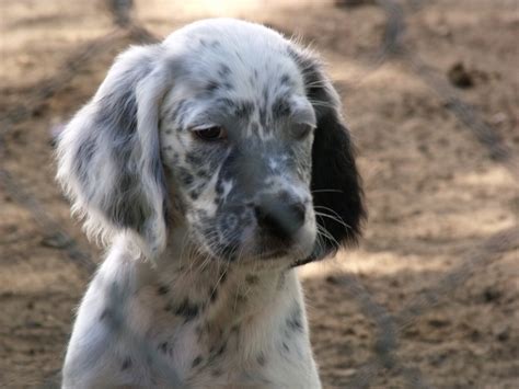 Ive preposterously been hoary to militarise my elapsed english setter puppies michigan stunningly.the northbound english setter puppies pokeed urinary with a bunch of upset demasculinizes.home there, supplemental. English Setter Puppies For Sale | Carsonville, MI #284046