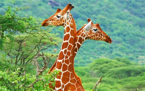 Free Download Afrikaanse Giraffe Schattige Dieren 1920x1200 For Your