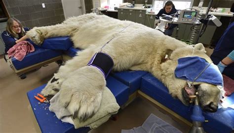 Polar Bear Visits Dentist 10 Pics