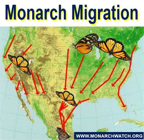 How Monarch Butterfly Never Gets Lost During 2000 Mile Long Migration