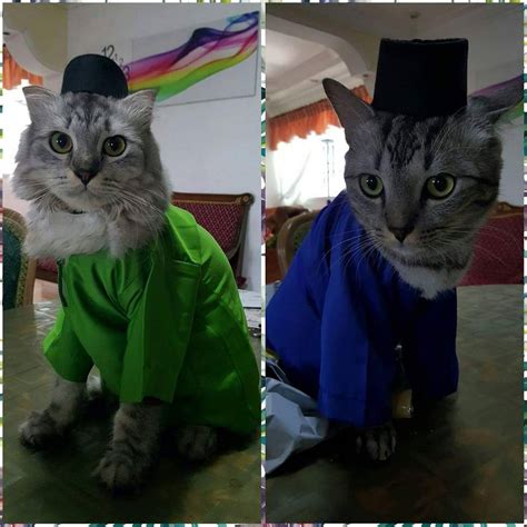 Download mp3 & video for: Kucing Pun Nak Bergaya Di Hari Raya. Siap Ada Baju Dah ...