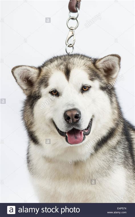 Alaska Sled Dog On White Background Stock Photo Alamy