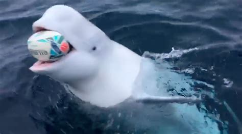 Watch This Adorable Beluga Whale Play Fetch With A Football Culture
