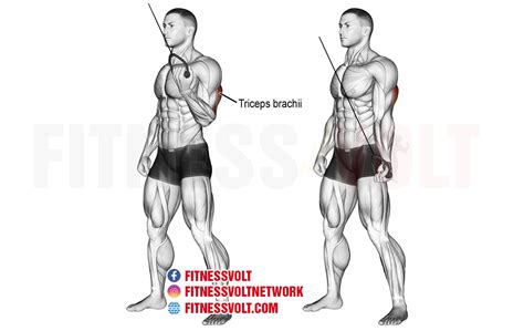How To Do Cable One Arm Reverse Grip Tricep Push Down Triceps