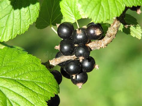 Blackcurrant Fruit Full Of Vitamins Sponsored Fruit