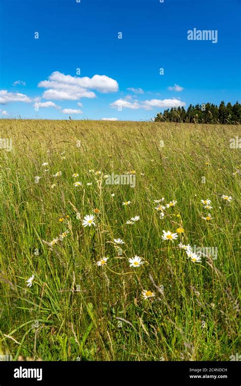Forest Landscape Pasture With High Grass Expanse Clouds Summer In