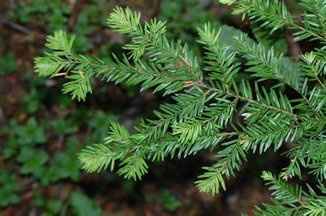 5 Western Hemlock Needles Are Irregular Friends Of Gualala River