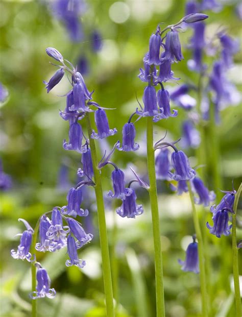 Where To See Bluebells Across Kent This Spring