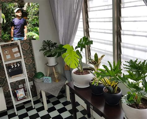 Kamu bisa menanamnya sebagai border atau bedding dalam pot. Tanaman Dalam Rumah Kekal Segar Bugar, Anak Bujang Ni ...