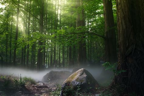 Foto De Stock Gratuita Sobre Al Aire Libre Arboles Bosque