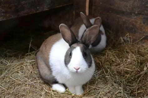 15 Ways That Rabbits Communicate With Each Other And Human