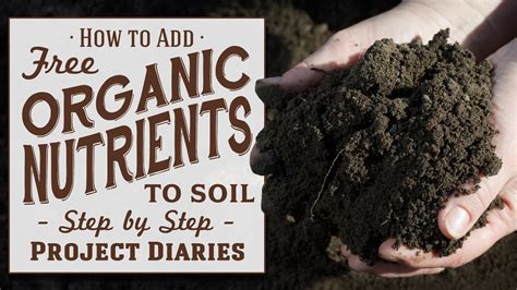How To Add Free Organic Nutrients To Soil A Complete Guide To Reusing
