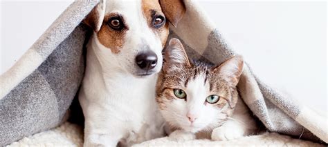 Learn more about pets at howstuffworks. Pet Insurance: Is it worth it? | Michelson Found Animals ...