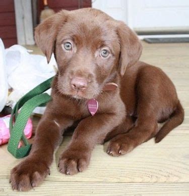 Gorgeously detailed and coloured chocolate labrador puppy by vivid arts in their pet pals range. Chocolate labs are awesome! ladyv3: Labrador Retriever ...