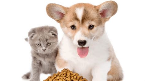 Can cats eat dog food for a couple of days? Can Dogs Eat Cat Food? - Our Dog Breeds