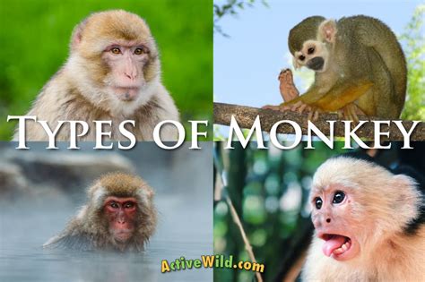 Types Of Monkeys Names