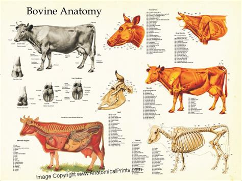 Cow Bovine Anatomy Poster | Cow anatomy, Large animal vet, Dog anatomy